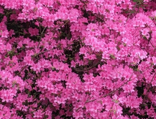 From Silos to System: Resetting Rutgers University Libraries by Consuella Askew